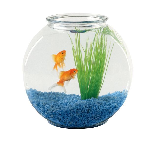 Akvaristika, Teraristika