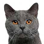 Jednotlivé plemená