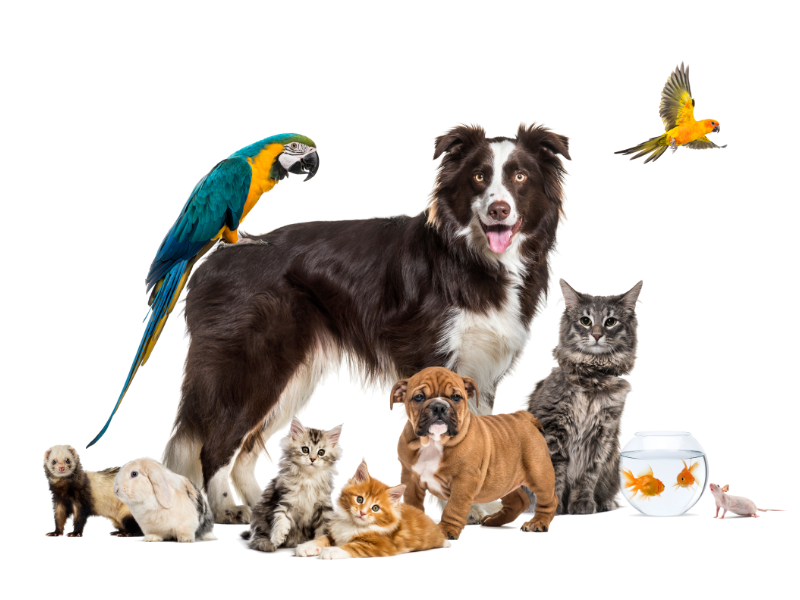 Chovateľské potreby pre psy