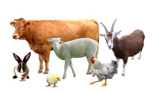 Hospodárske zvieratá